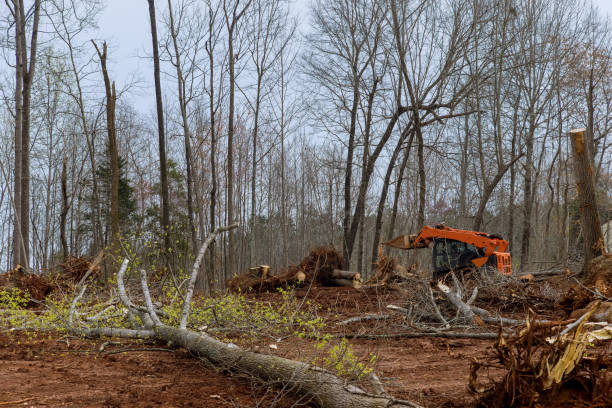 Melvindale, MI Tree Services Company