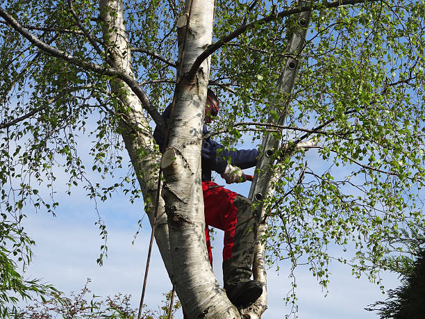 Mulching Services in Melvindale, MI